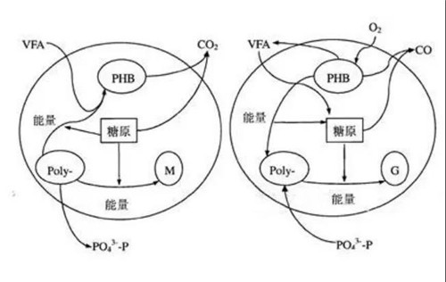 废水除磷处理方法.jpg